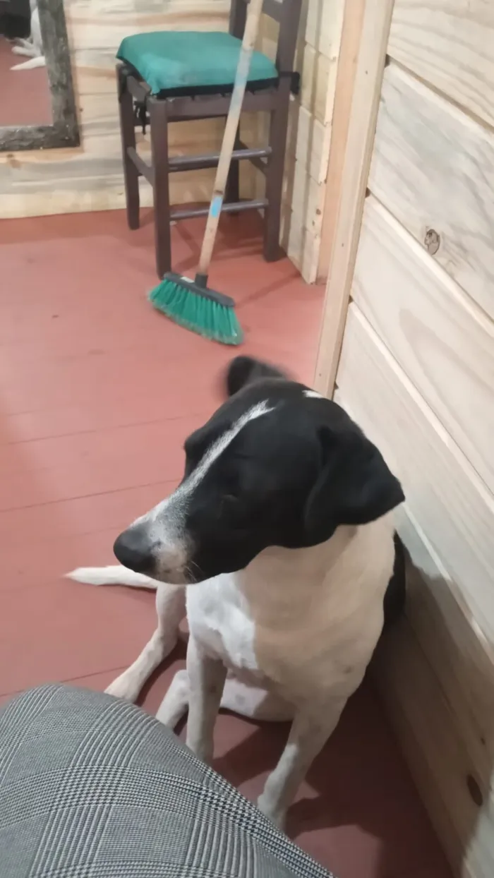 Cachorro raça SRD-ViraLata idade 2 a 6 meses nome Grão de bico 