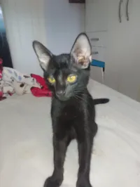 Gato raça American Shorthair idade 2 a 6 meses nome não tem nome ainda