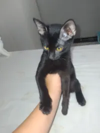 Gato raça American Shorthair idade 2 a 6 meses nome Ainda não tem nome