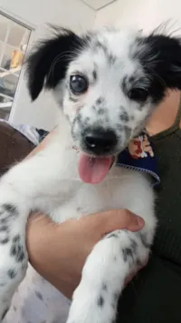 Cachorro raça SRD-ViraLata idade 1 ano nome Sushi