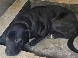 Cachorro raça Rottweiler idade 3 anos nome zeus