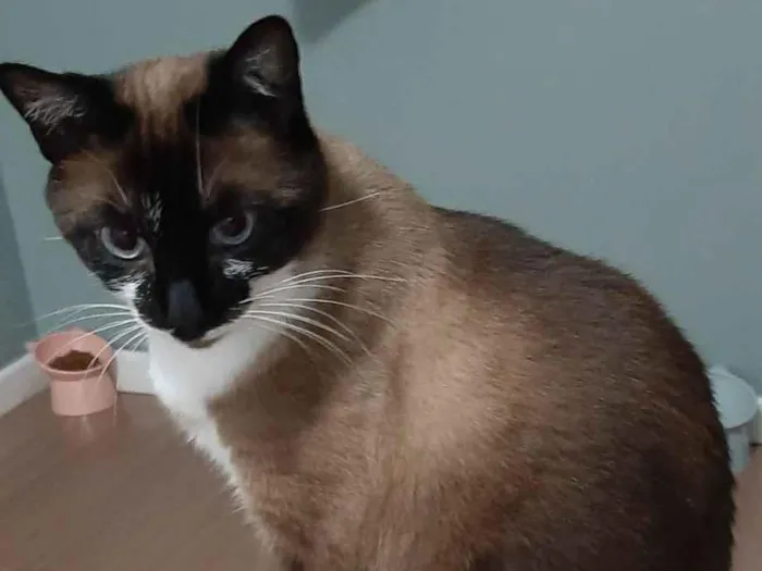 Gato raça Siamês idade 2 anos nome Valentina Isabelle y Verónica Sofia 