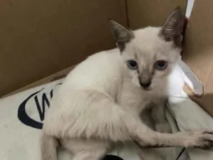 Gato raça SRD-ViraLata idade 2 a 6 meses nome Kalice