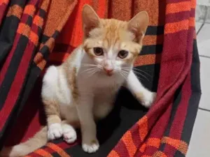 Gato raça SRD-ViraLata idade 2 a 6 meses nome Regininha