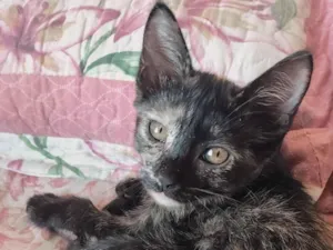 Gato raça SRD-ViraLata idade 2 a 6 meses nome Bubu