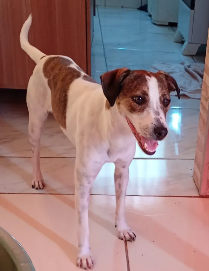 Cachorro raça SRD-ViraLata idade 1 ano nome Bella