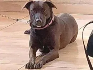 Cachorro raça SRD-ViraLata idade 2 anos nome Luna