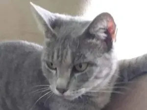 Gato raça SRD-ViraLata idade 4 anos nome Cinzinha