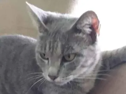 Gato raça SRD-ViraLata idade 4 anos nome Cinzinha