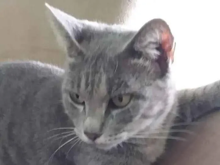 Gato raça SRD-ViraLata idade 4 anos nome Cinzinha