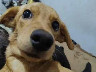 Cachorro raça SRD-ViraLata idade 1 ano nome Pandora