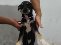 Cachorro raça SRD-ViraLata idade 3 anos nome paçoca 