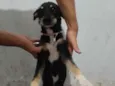 Cachorro raça SRD-ViraLata idade 3 anos nome paçoca 
