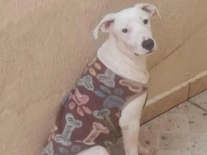Cachorro raça SRD-ViraLata idade 2 a 6 meses nome Nevasca