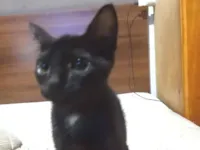 Gato raça SRD-ViraLata idade Abaixo de 2 meses nome Será nomeado pelo adotante.