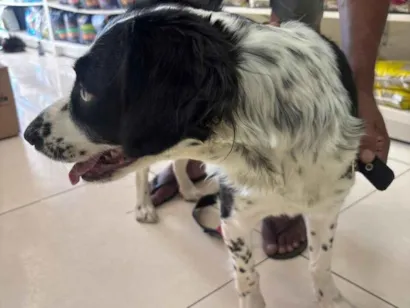 Cachorro raça SRD-ViraLata idade 2 anos nome Pandora 