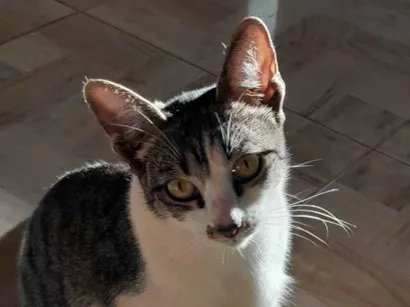 Gato raça SRD-ViraLata idade 1 ano nome Lua