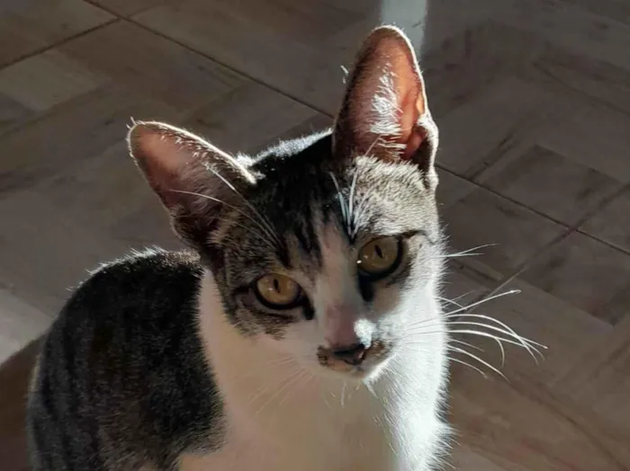 Gato raça SRD-ViraLata idade 1 ano nome Lua