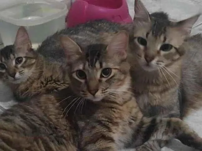 Gato raça SRD-ViraLata idade 1 ano nome Nina