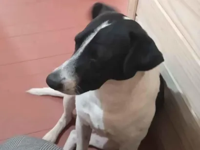 Cachorro raça SRD-ViraLata idade 2 a 6 meses nome Grão de bico 