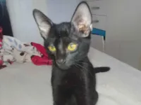 Gato raça American Shorthair idade 2 a 6 meses nome não tem nome ainda