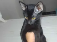 Gato raça American Shorthair idade 2 a 6 meses nome Ainda não tem nome