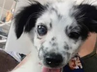 Cachorro raça SRD-ViraLata idade 1 ano nome Sushi