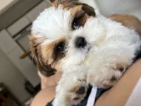 Cachorro raça Shitzu idade 1 ano nome Buddy
