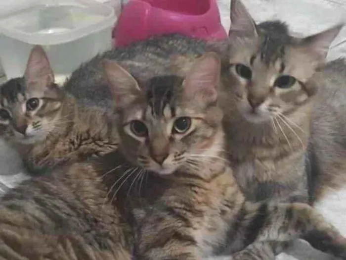 Gato raça SRD-ViraLata idade 1 ano nome Nina