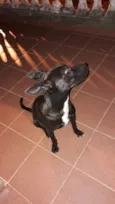 Cachorro raça SRD-ViraLata idade 5 anos nome BLUE