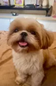 Cachorro raça Shitzu idade 4 anos nome Piter