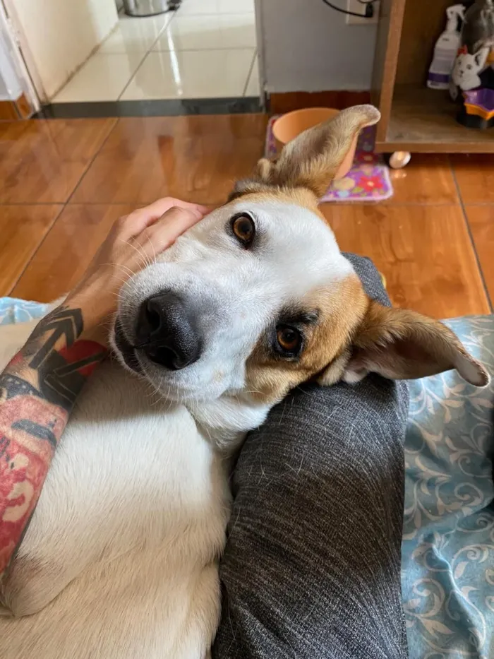 Cachorro raça SRD-ViraLata idade 4 anos nome Rogerinho