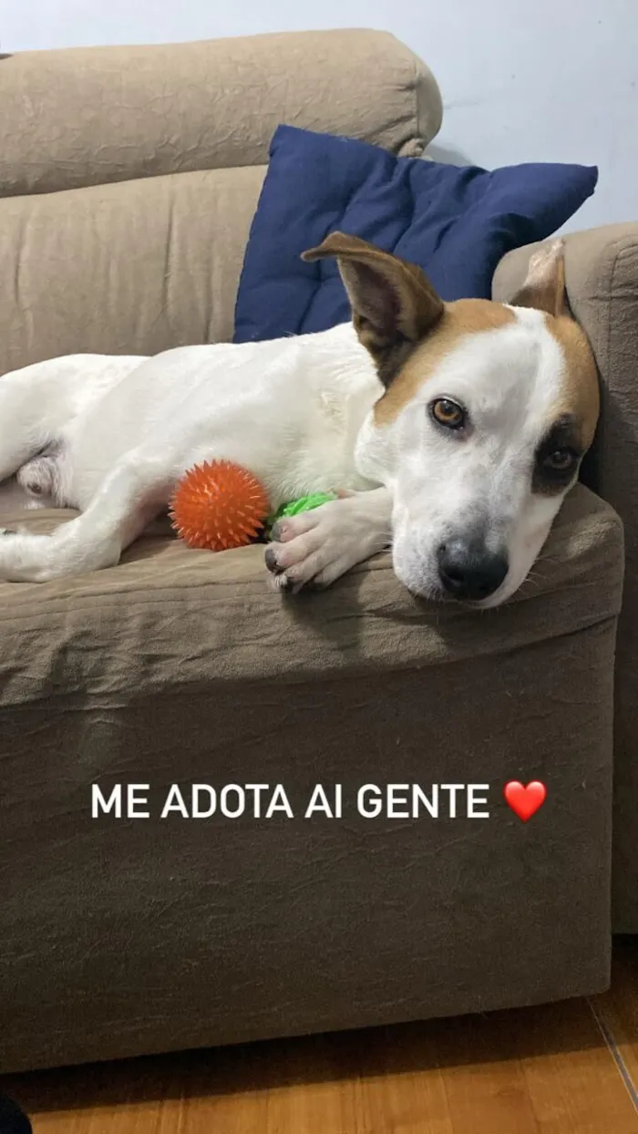 Cachorro raça SRD-ViraLata idade 4 anos nome Rogerinho