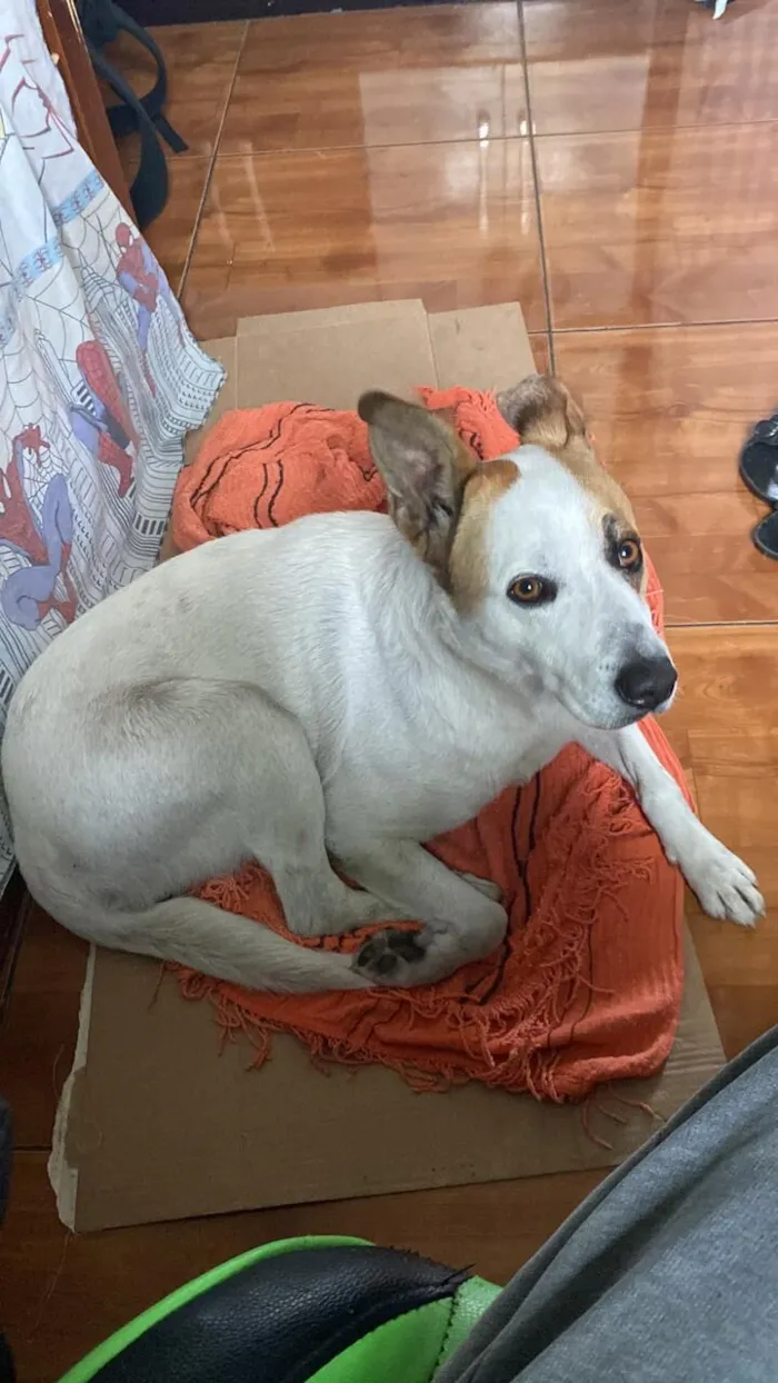 Cachorro raça SRD-ViraLata idade 4 anos nome Rogerinho