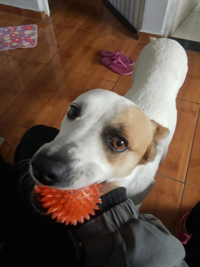 Cachorro raça SRD-ViraLata idade 4 anos nome Rogerinho