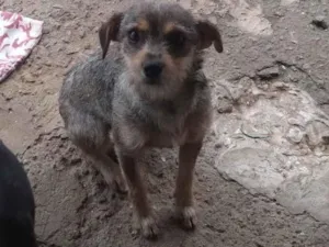 Cachorro raça SRD-ViraLata idade 2 a 6 meses nome Dleni