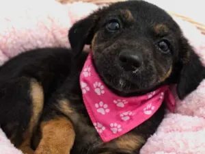 Cachorro raça SRD-ViraLata idade 2 a 6 meses nome Hermione