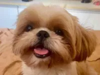 Cachorro raça Shitzu idade 4 anos nome Piter