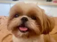 Cachorro raça Shitzu idade 4 anos nome Piter