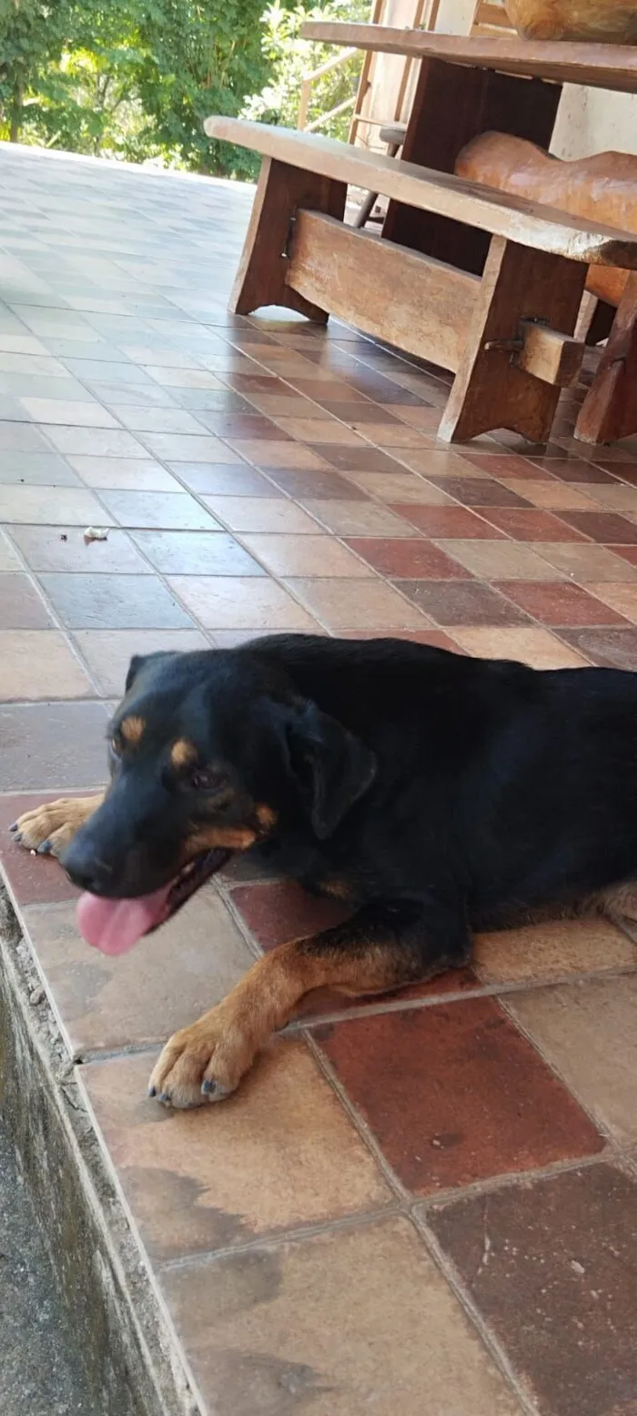 Cachorro raça SRD-ViraLata idade 2 anos nome Chocolate