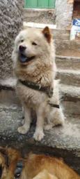 Cachorro raça Chow Chow idade 1 ano nome Zoe