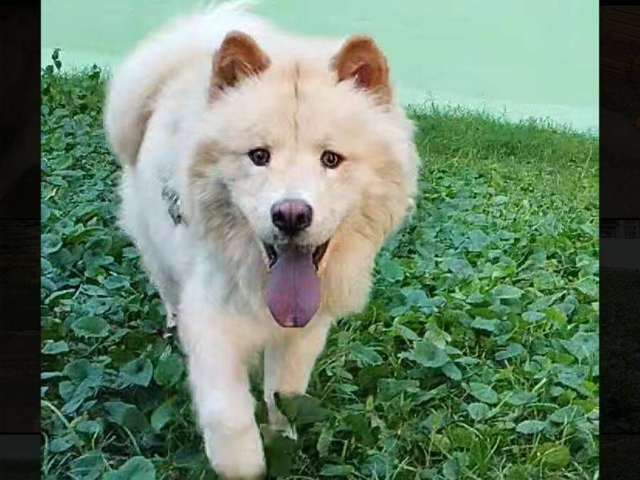 Adoção da Zoe, Chow Chow fêmea de 1 ano, necessita de lar!