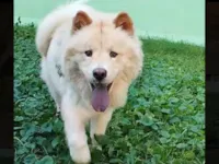 Cachorro raça Chow Chow idade 1 ano nome Zoe