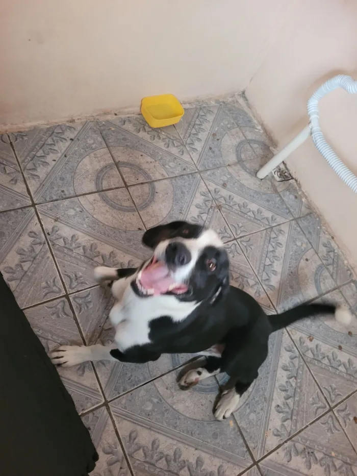 Cachorro raça SRD-ViraLata idade 4 anos nome Bradock 