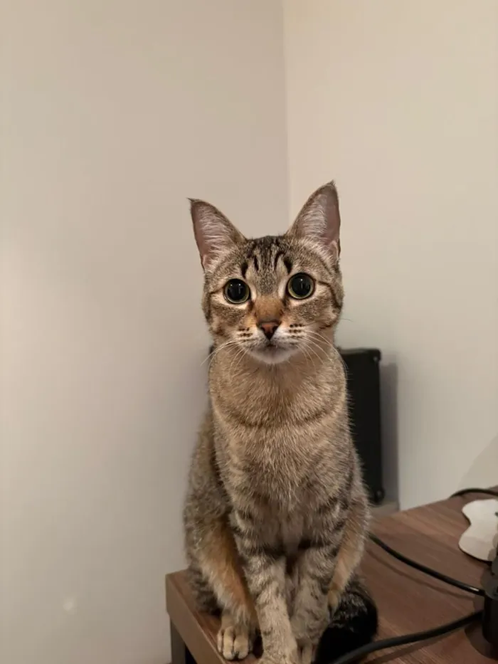 Gato raça SRD-ViraLata idade 1 ano nome Lucy e Frida