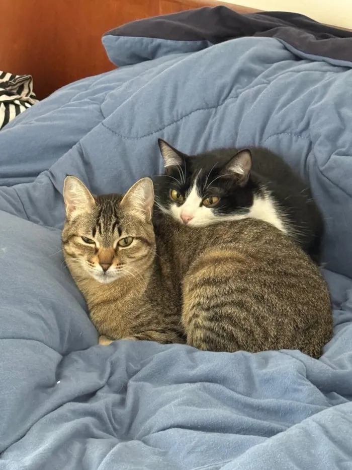 Gato raça SRD-ViraLata idade 1 ano nome Lucy e Frida