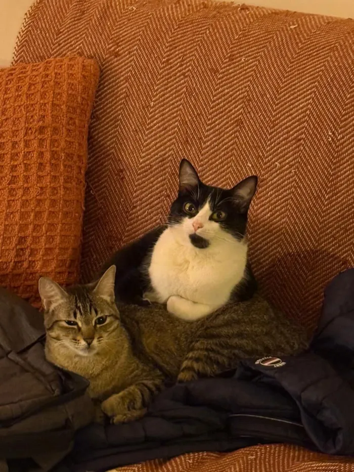 Gato raça SRD-ViraLata idade 1 ano nome Lucy e Frida