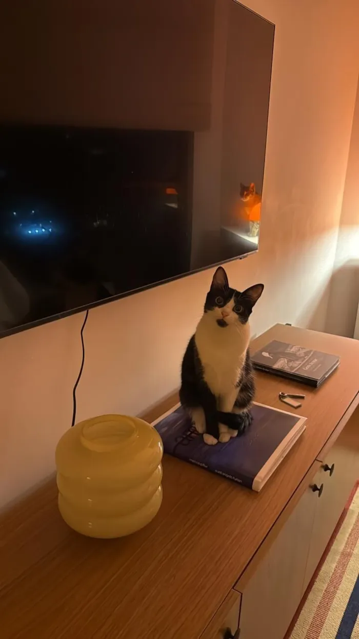 Gato raça SRD-ViraLata idade 1 ano nome Lucy e Frida