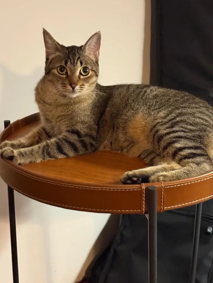 Gato raça SRD-ViraLata idade 1 ano nome Lucy e Frida