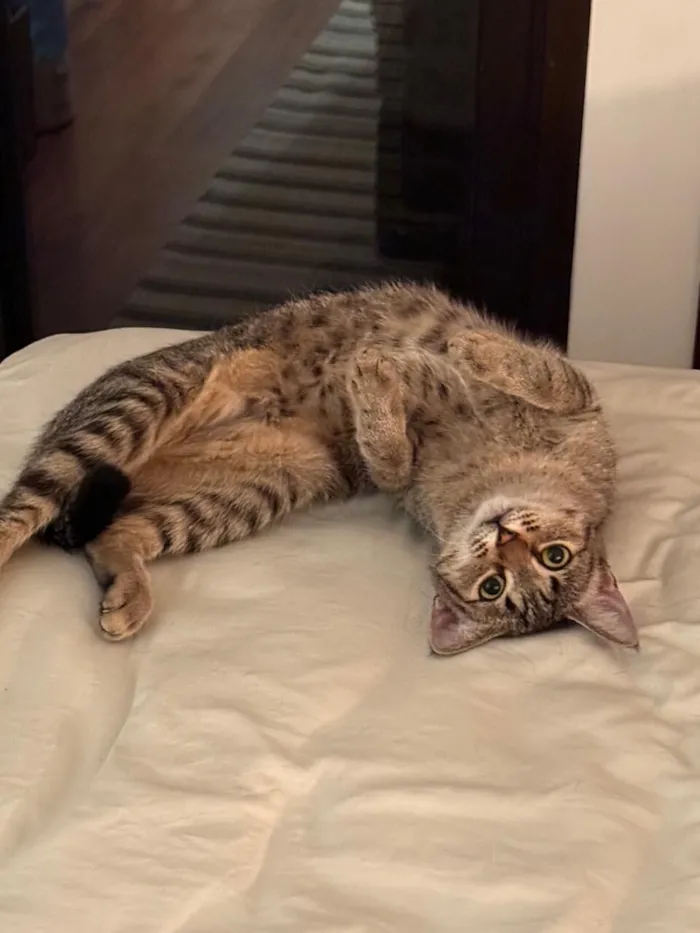 Gato raça SRD-ViraLata idade 1 ano nome Lucy e Frida